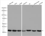 GAPDH Antibody in Western Blot (WB)