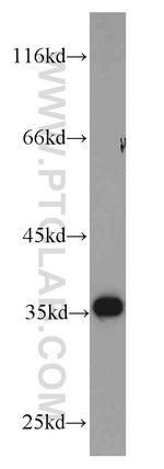 GAPDH Antibody in Western Blot (WB)