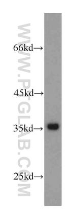 GAPDH Antibody in Western Blot (WB)