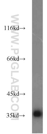 GAPDH Antibody in Western Blot (WB)