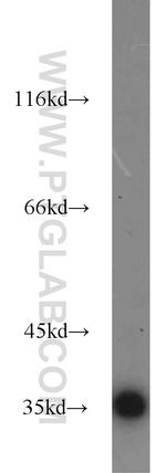 GAPDH Antibody in Western Blot (WB)