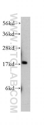 PIN1 Antibody in Western Blot (WB)