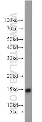 SNCB Antibody in Western Blot (WB)