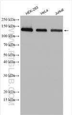 TFII I Antibody in Western Blot (WB)