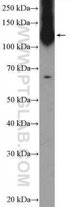 TFII I Antibody in Western Blot (WB)