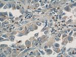 ASC/TMS1 Antibody in Immunohistochemistry (Paraffin) (IHC (P))