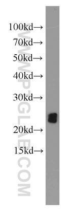 ASC/TMS1 Antibody in Western Blot (WB)