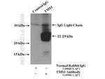 ASC/TMS1 Antibody in Immunoprecipitation (IP)