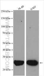 ASC/TMS1 Antibody in Western Blot (WB)