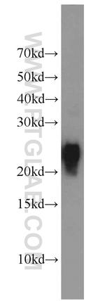 ASC/TMS1 Antibody in Western Blot (WB)