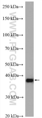 PSAT1 Antibody in Western Blot (WB)