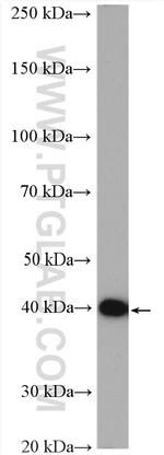 PSAT1 Antibody in Western Blot (WB)