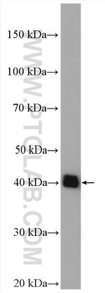 PSAT1 Antibody in Western Blot (WB)