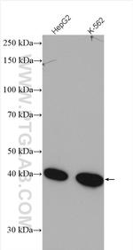 PSAT1 Antibody in Western Blot (WB)