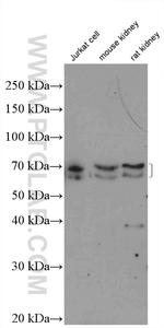 KEAP1 Antibody in Western Blot (WB)