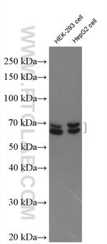 KEAP1 Antibody in Western Blot (WB)