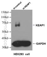 KEAP1 Antibody in Western Blot (WB)