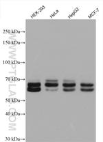 KEAP1 Antibody in Western Blot (WB)