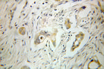 GSTA2 Antibody in Immunohistochemistry (Paraffin) (IHC (P))