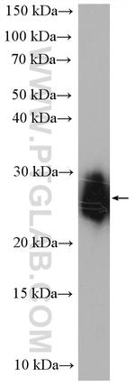 GSTA2 Antibody in Western Blot (WB)