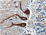 NCS1 Antibody in Immunohistochemistry (Paraffin) (IHC (P))