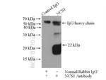 NCS1 Antibody in Immunoprecipitation (IP)