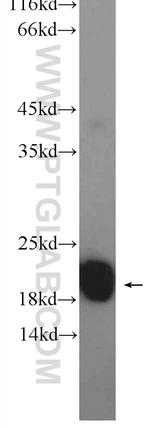 NCS1 Antibody in Western Blot (WB)