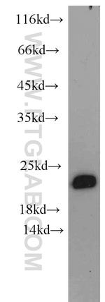 NCS1 Antibody in Western Blot (WB)