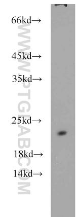 NCS1 Antibody in Western Blot (WB)