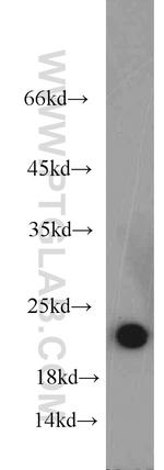 NCS1 Antibody in Western Blot (WB)