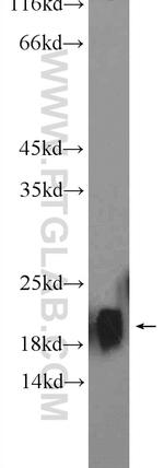 NCS1 Antibody in Western Blot (WB)