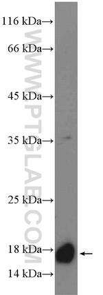 SURVIVIN Antibody in Western Blot (WB)