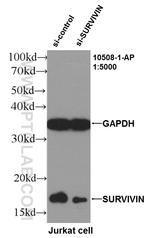 SURVIVIN Antibody in Western Blot (WB)