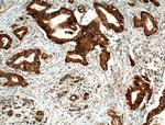 BLK Antibody in Immunohistochemistry (Paraffin) (IHC (P))