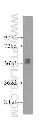 BLK Antibody in Western Blot (WB)