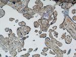 MCM2 Antibody in Immunohistochemistry (Paraffin) (IHC (P))