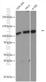 MCM2 Antibody in Western Blot (WB)