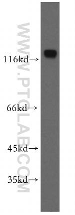 MCM2 Antibody in Western Blot (WB)