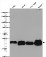 LASP1 Antibody in Western Blot (WB)