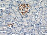 SDF4 Antibody in Immunohistochemistry (Paraffin) (IHC (P))