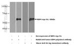 SDF4 Antibody in Western Blot (WB)