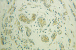 NRG1 Antibody in Immunohistochemistry (Paraffin) (IHC (P))