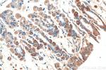 NRG1 Antibody in Immunohistochemistry (Paraffin) (IHC (P))