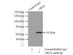 NRG1 Antibody in Immunoprecipitation (IP)