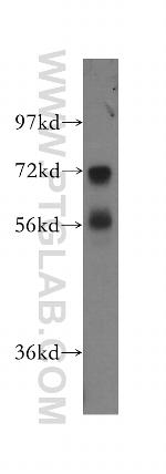 NRG1 Antibody in Western Blot (WB)