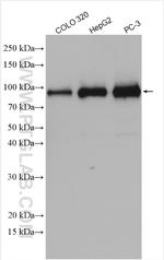 DDX21 Antibody in Western Blot (WB)