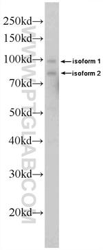 DDX21 Antibody in Western Blot (WB)