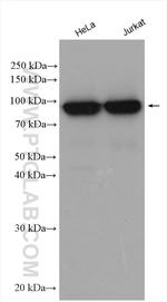 DDX21 Antibody in Western Blot (WB)