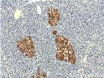 Chromogranin A Antibody in Immunohistochemistry (Paraffin) (IHC (P))