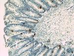 Chromogranin A Antibody in Immunohistochemistry (Paraffin) (IHC (P))